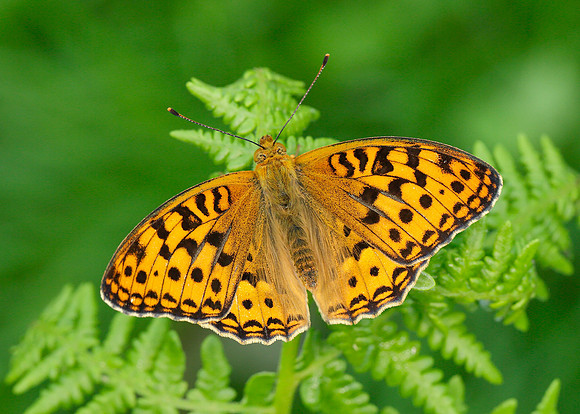 High Brown Fritillary Argynnis adippe