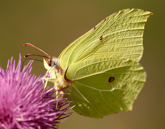Brimstone Gonepteryx rhamni