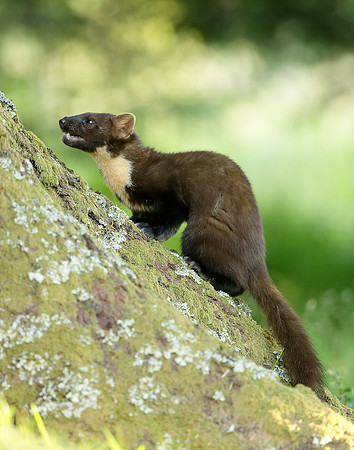 Pine Marten Martes martes