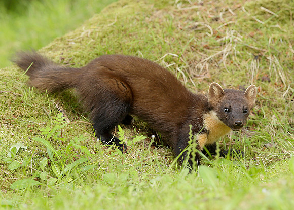 Pine Marten Martes martes