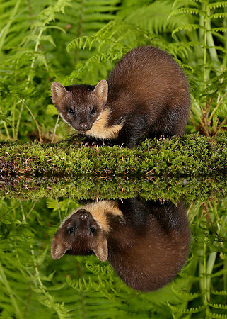 Pine Marten Martes martes
