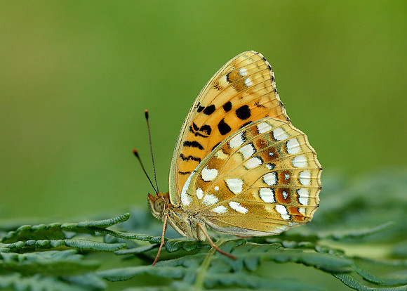 High Brown Fritillary Argynnis adippe