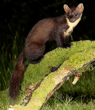 Pine Marten Martes martes