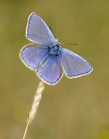 Common Blue Polyommatus icarus