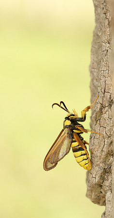 52.002 BF0370 Hornet Moth Sesia apiformis