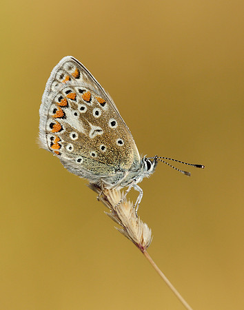 Common Blue Polyommatus icarus