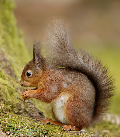 Red Squirrel Sciurus vulgaris
