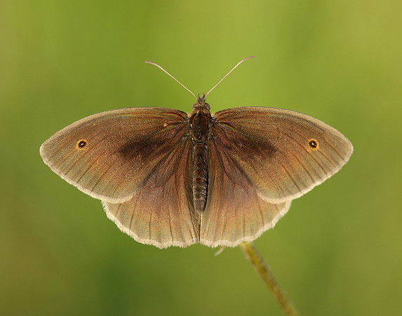 Meadow Brown Maniola jurtina