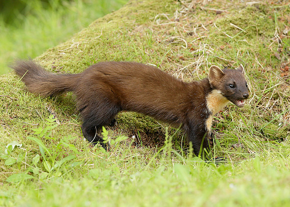Pine Marten Martes martes