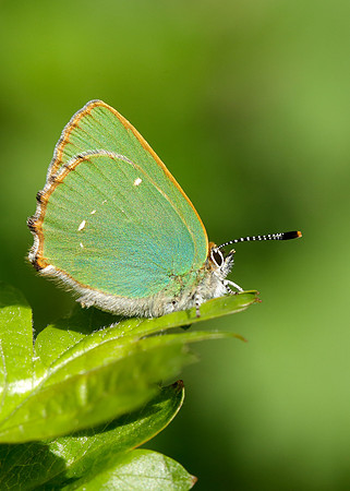 Green Hairstreak Callophrys rubi