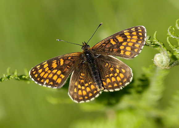Heath Fritillary Melitaea athalia