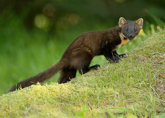 Pine Marten Martes martes