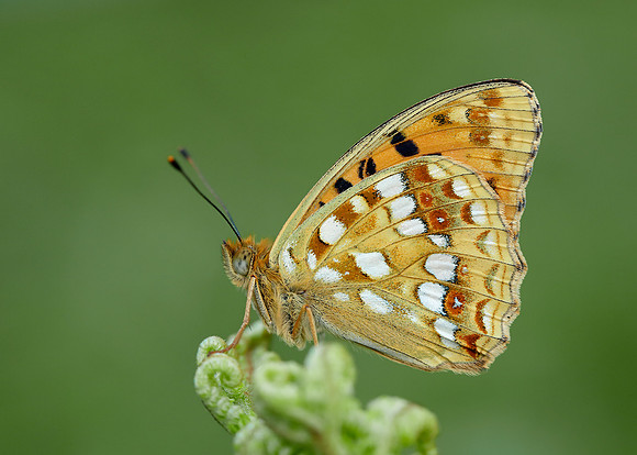 High Brown Fritillary Argynnis adippe