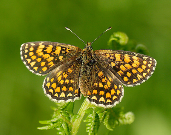 Heath Fritillary Melitaea athalia