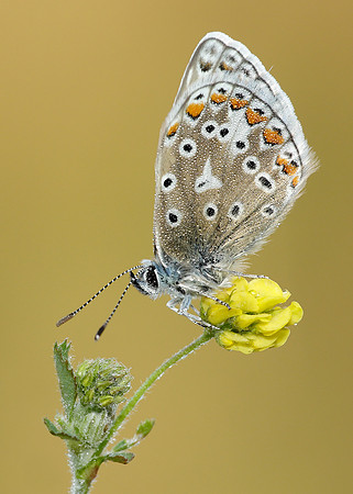 Common Blue Polyommatus icarus