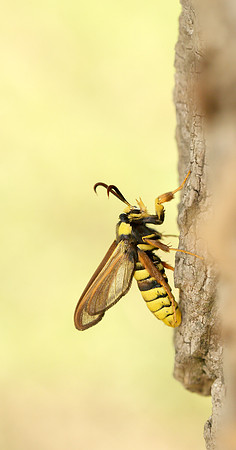 52.002 BF0370 Hornet Moth Sesia apiformis