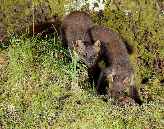 Pine Marten Martes martes