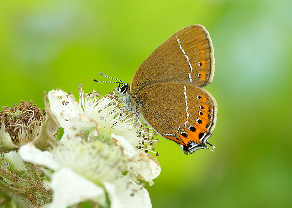 Black Hairstreak Satyrium pruni