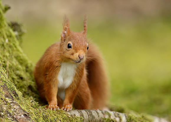 Red Squirrel Sciurus vulgaris