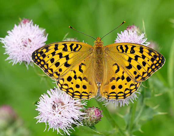 High Brown Fritillary Argynnis adippe