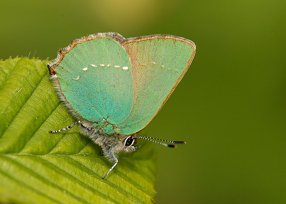 Green Hairstreak Callophrys rubi