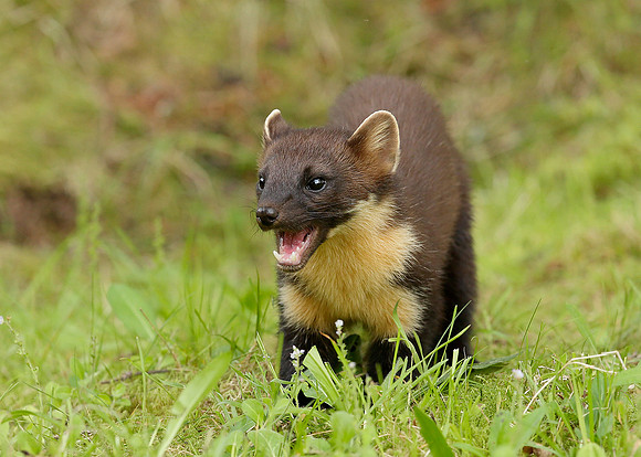 Pine Marten Martes martes