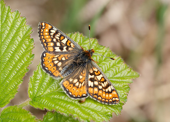 Marsh Fritillary Euphydryas aurinia