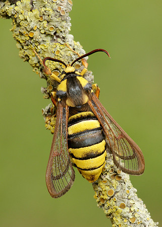 52.002 BF0370 Hornet Moth Sesia apiformis