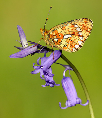 Pearl-Bordered Fritillary Boloria euphrosyne