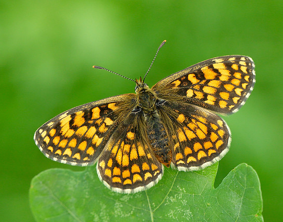 Heath Fritillary Melitaea athalia