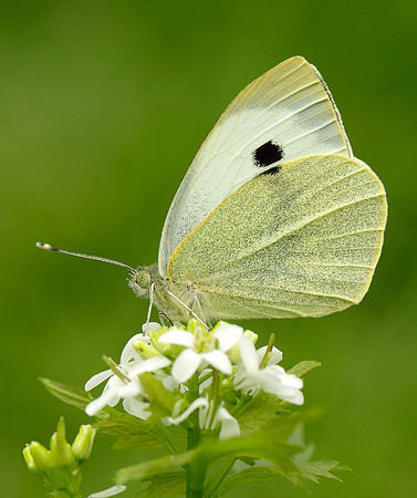 Large White Pieris brassicae