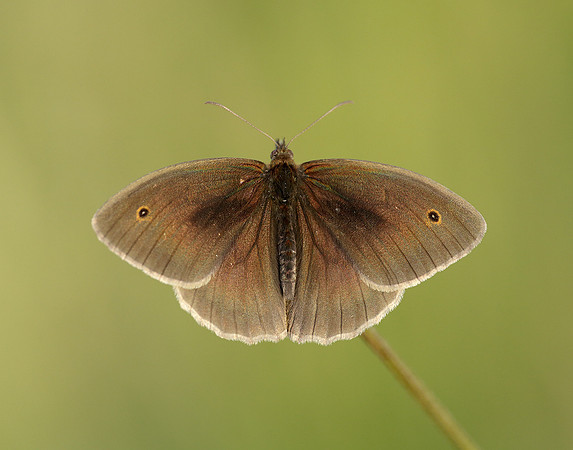 Meadow Brown Maniola jurtina