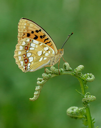 High Brown Fritillary Argynnis adippe