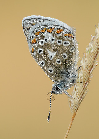 Common Blue Polyommatus icarus