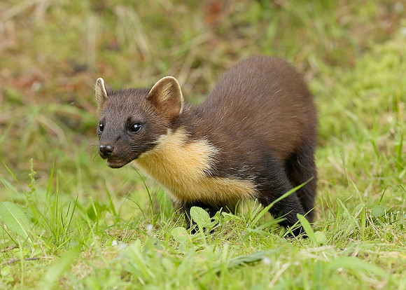 Pine Marten Martes martes