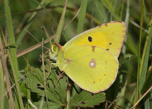 Clouded Yellow Colias croceus