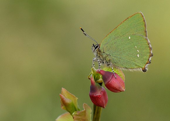Green Hairstreak Callophrys rubi