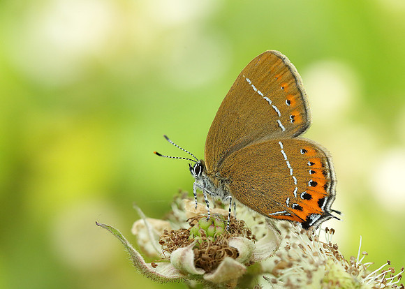 Black Hairstreak Satyrium pruni