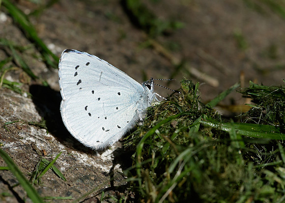 Holly Blue Celastrina argiolus