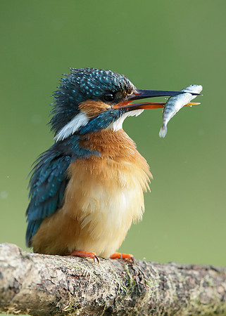 Kingfisher Alcedo atthis