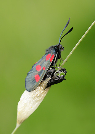 54.009 BF0171 Narrow-bordered Five-spot Burnet Zygaena lonicerae