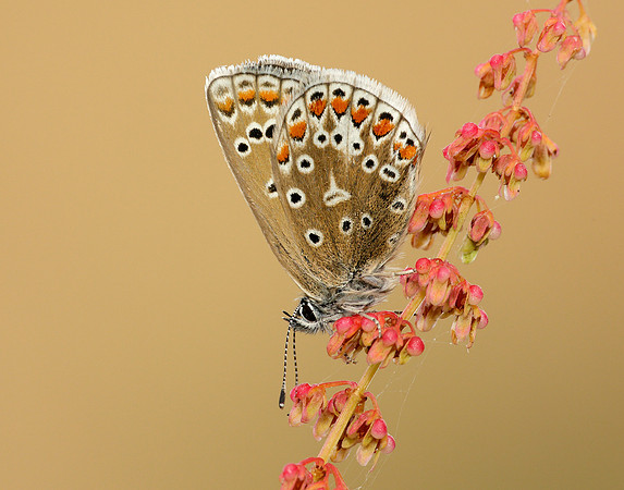 Common Blue Polyommatus icarus