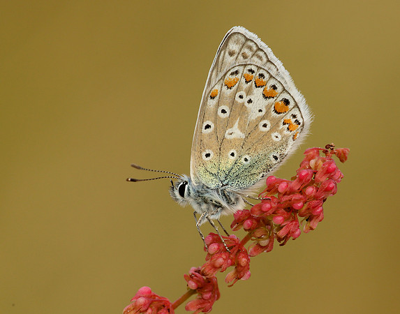 Common Blue Polyommatus icarus