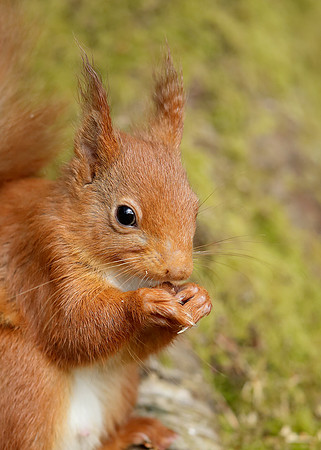 Red Squirrel Sciurus vulgaris