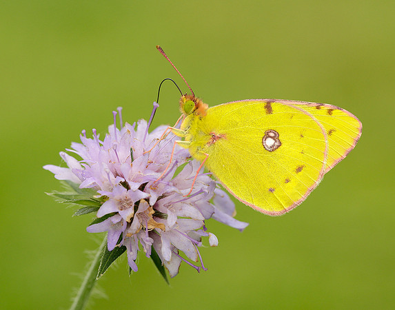 Clouded Yellow Colias croceus