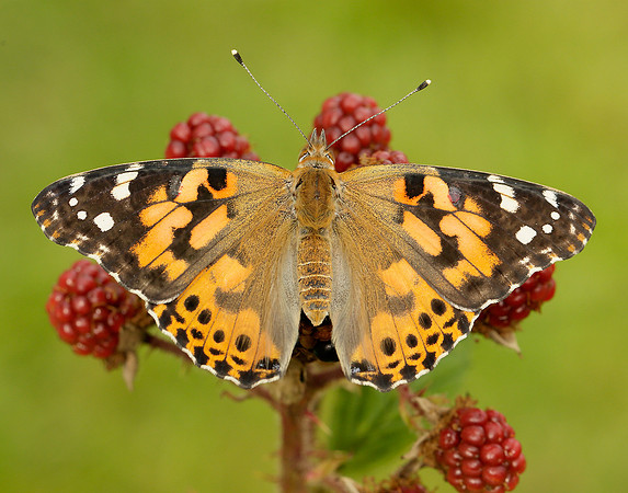 Painted Lady Vanessa cardui