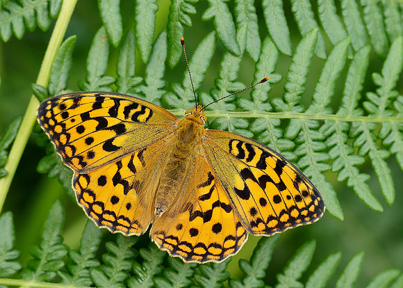 High Brown Fritillary Argynnis adippe