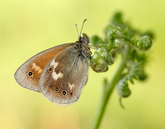 Large Heath Coenonympha tullia polydama