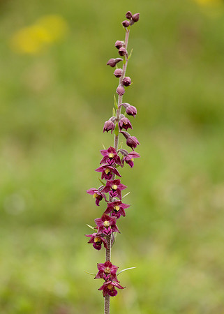 Dark Red Helleborine Epipactis atrorubens