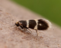 8.005 BF128 Phylloporia bistrigella